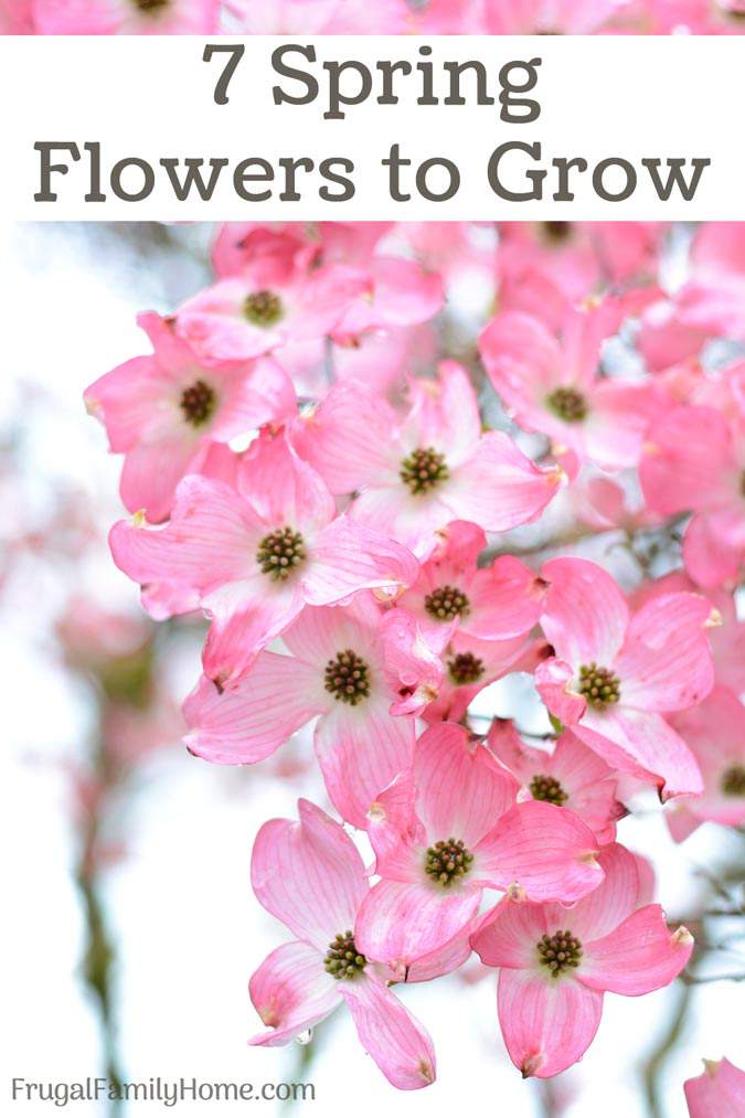 Spring Flowers: Spring Blooming Flowers For Your Garden