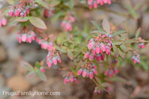 Wonderful flowers that are in bloom in May. Find a new flower to add to your garden to brighten it up this spring.