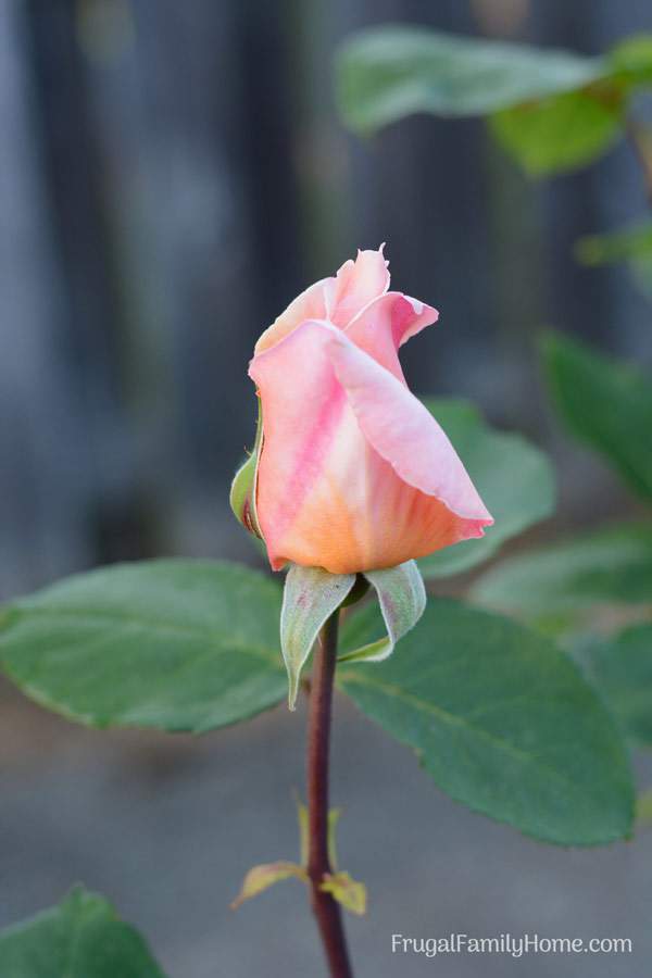 Caring for a rose bush tips to help you grow beautiful roses in your backyard garden. From planting to pruning, everything you need to know to grow roses in your garden.