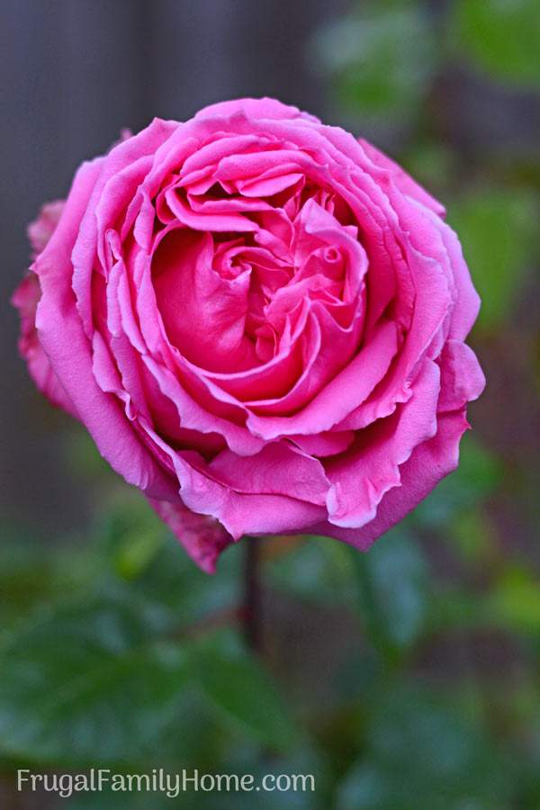 How to Plant and Grow Shrub Roses