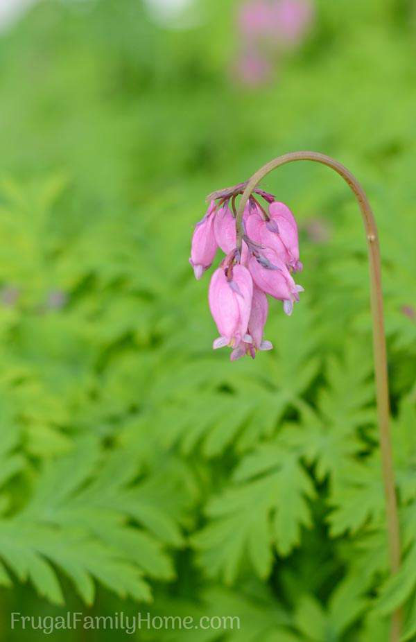 Wonderful flowers that are in bloom in May. Find a new flower to add to your garden to brighten it up this spring.