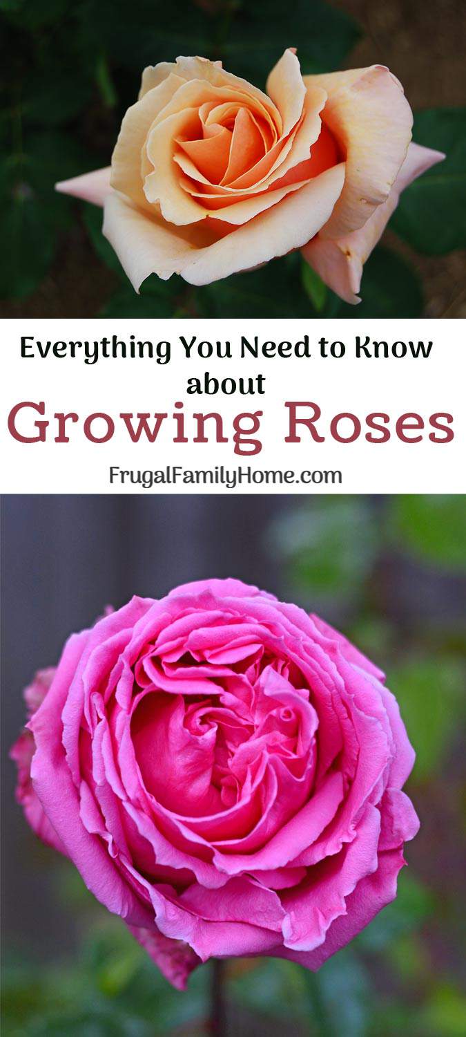 Tips to help you grow beautiful roses in your backyard garden. From planting to pruning, everything you need to know to grow roses in your garden.