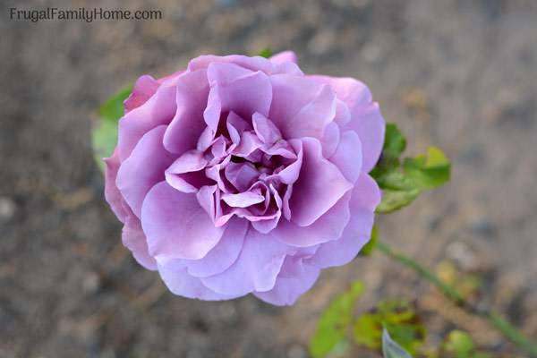Caring for a rose bush tips to help you grow beautiful roses in your backyard garden. From planting to pruning, everything you need to know to grow roses in your garden