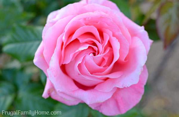 Top Tips for Beautiful Roses