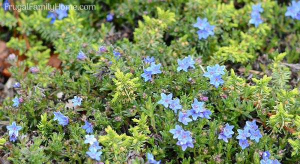 Wonderful flowers that are in bloom in May. Find a new flower to add to your garden to brighten it up this spring.