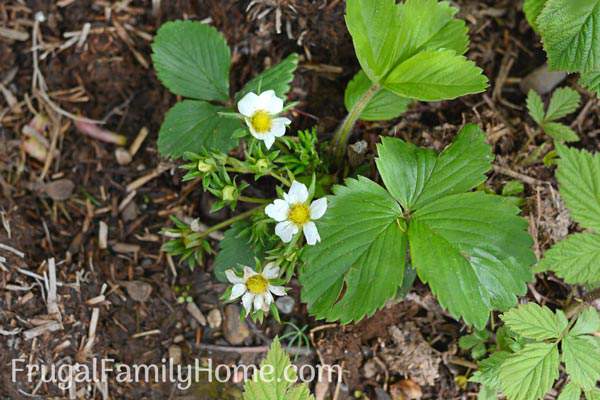 Wonderful flowers that are in bloom in May. Find a new flower to add to your garden to brighten it up this spring.