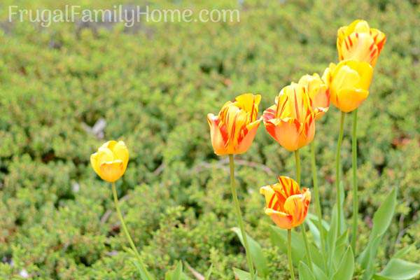 Wonderful flowers that are in bloom in May. Find a new flower to add to your garden to brighten it up this spring.