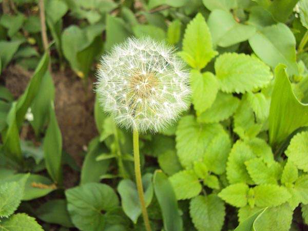 Keep your garden thriving all summer long with these 5 easy tips. These gardening tips can help your garden thrive without too much work from you.