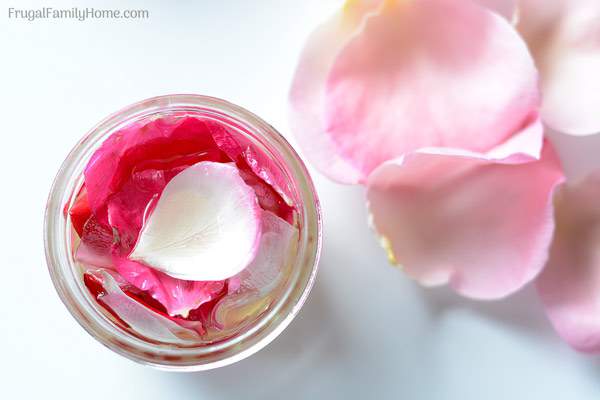 How to make homemade rose oil. This is an easy DIY recipe for making your own rose oil at home. It’s easier than you might think.