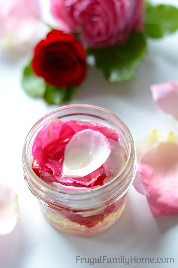 How to make homemade rose oil. This is an easy DIY recipe for making your own rose oil at home. It’s easier than you might think.