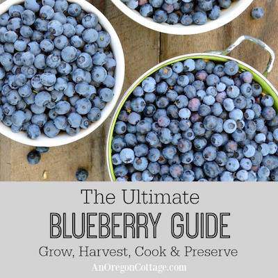 Blueberry Guide