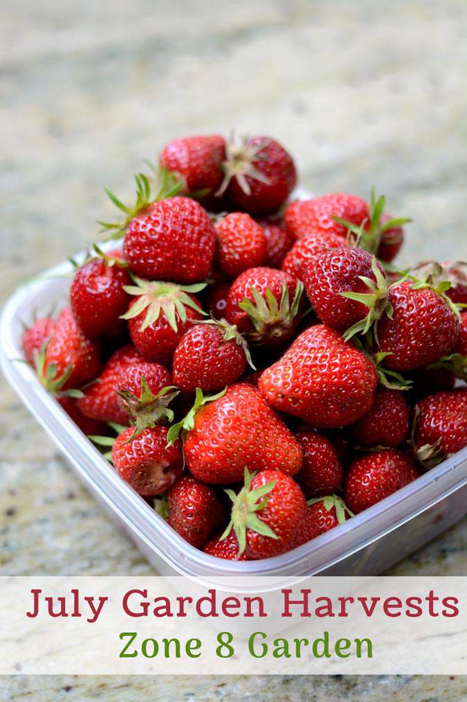 A peek at what we’re harvesting in our zone 8 garden this month. We’ve got berries, lettuce and a few other crops we are harvesting in our backyard garden.