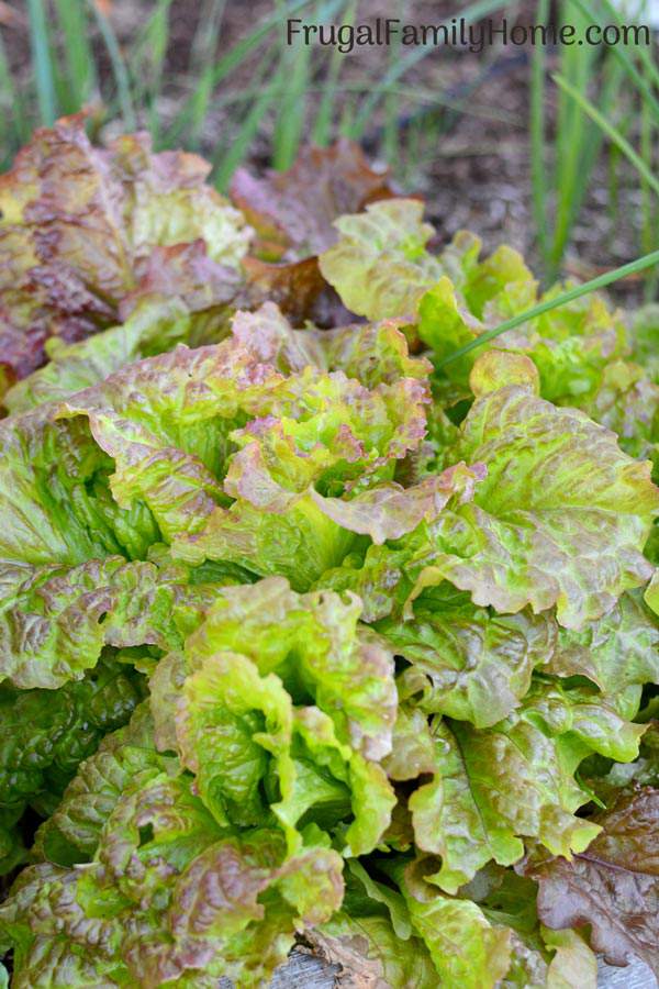 A peek at what we’re harvesting in our zone 8 garden this month. We’ve got berries, lettuce and a few other crops we are harvesting in our backyard garden.