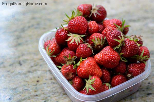 A peek at what we’re harvesting in our zone 8 garden this month. We’ve got berries, lettuce and a few other crops we are harvesting in our backyard garden.