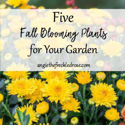 5 Fall Flowering Plants
