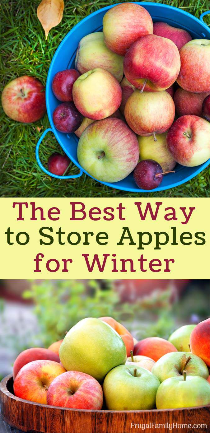 How to Store Apples - Best Tips for Storing Apples