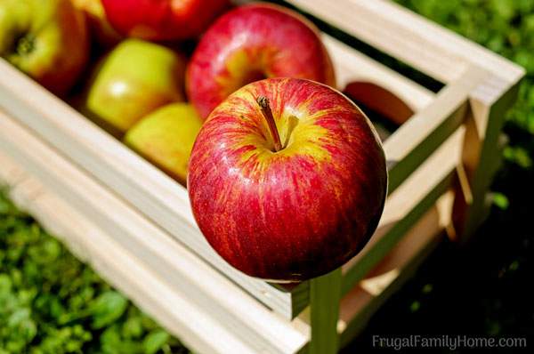 The best way to store apples for the winter. A few tips to help you keep your apples crisp and fresh over the winter. Use these tips to enjoy fresh apples well into the winter.