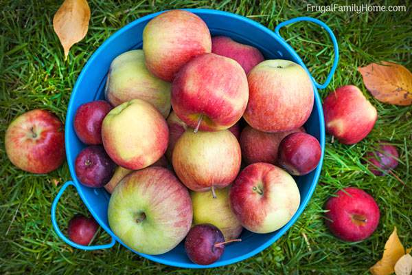 The best way to store apples for the winter. A few tips to help you keep your apples crisp and fresh over the winter. Use these tips to enjoy fresh apples well into the winter.