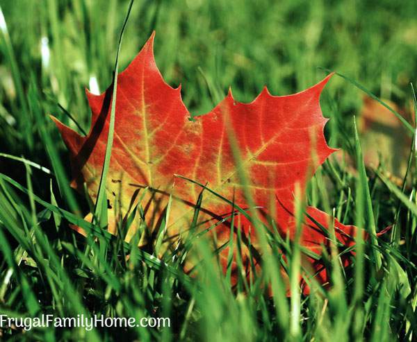 Top Fall Garden Chores to do before winter comes. Now is a great time to clean up your garden beds and flower beds to get them ready for winter. Doing fall garden chores can make gardening in the spring so much easier. Make sure to get these tasks done.