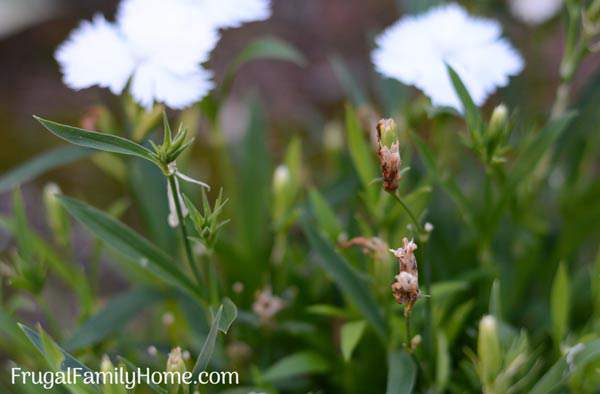 Top Fall Garden Chores to do before winter comes. Now is a great time to clean up your garden beds and flower beds to get them ready for winter. Doing fall garden chores can make gardening in the spring so much easier. Make sure to get these tasks done.