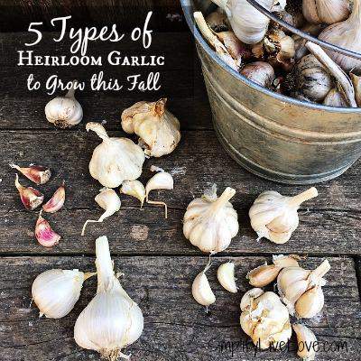 Tips for Growing Garlic this Fall