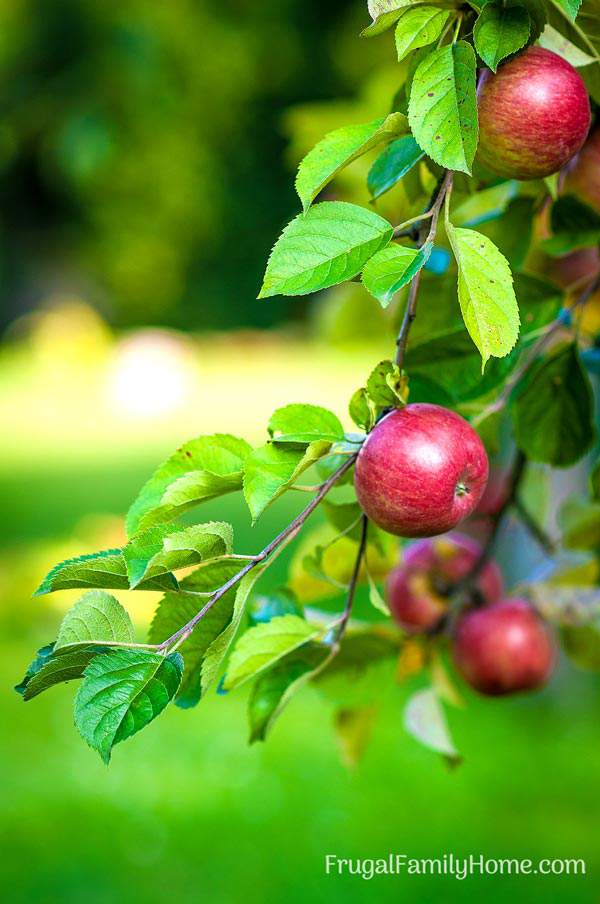 The Best Way to Store Apples - Frugal Family Home