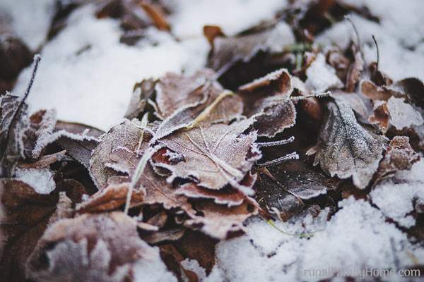 Garden tasks you’ll want to do before the snow flies. When winter sets in it’s time to put the garden to bed. These winter garden prep tasks can help you get your garden ready for winter so your work will be less in the spring.