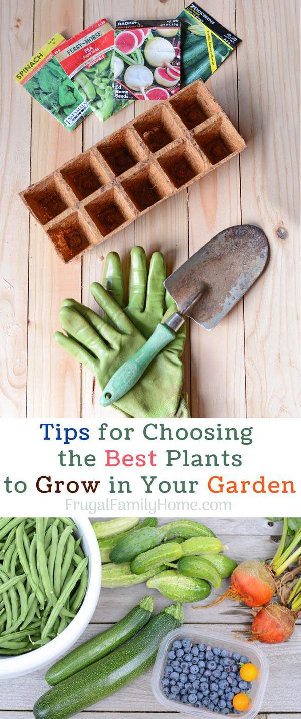 Tips for picking the best plants and seeds to grow in your vegetable garden. These tips can help you discover which plants will grow best in your garden. Don’t leave it to chance do a little research so you can have a productive garden this year.