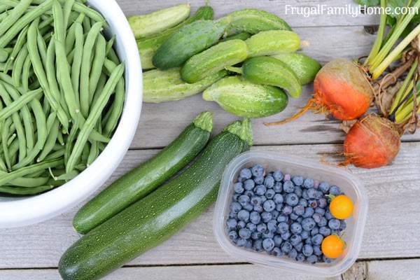 Vegetables grown in the backyard garden