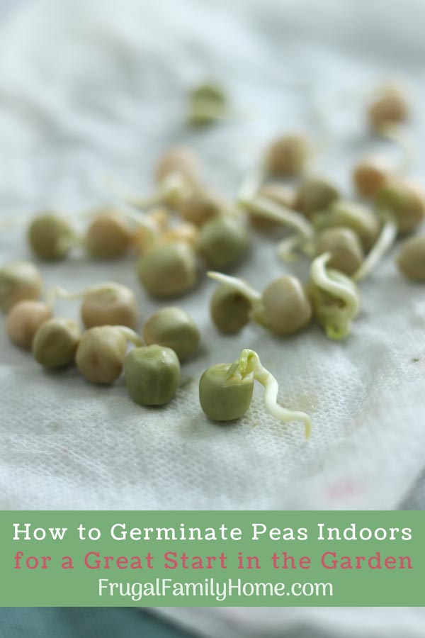 How Germinate Peas indoors and Why Should - Frugal Family Home