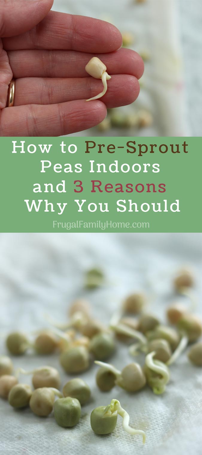 How to germinate peas to pin.