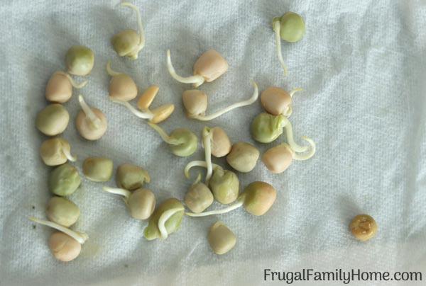 how to germinate peas for the garden in a paper towel.