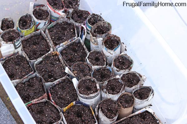seedling pots in the mini greenhouse