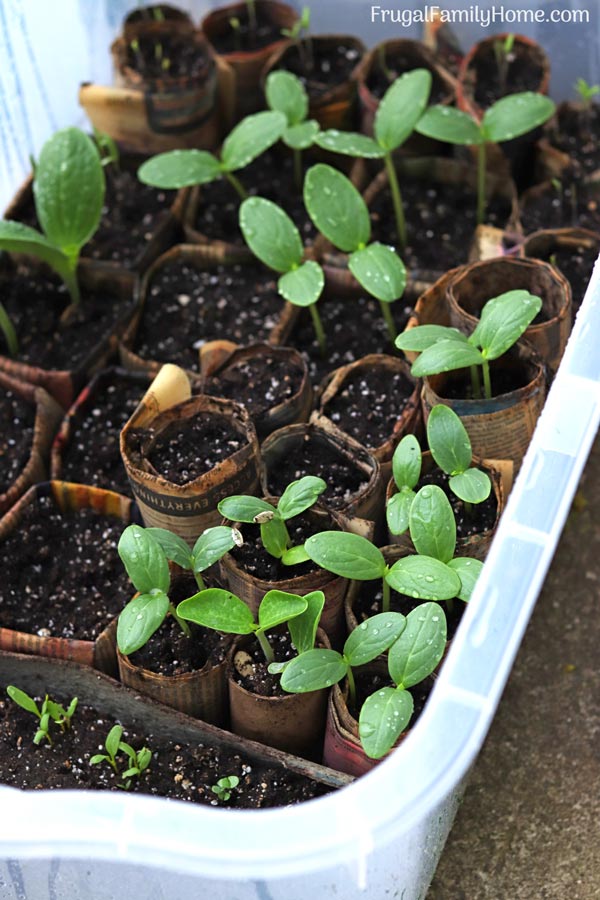 Seedlings in the mini greenhouse.