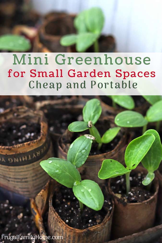 Seedlings in the mini greenhouse