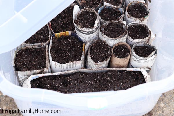 newspaper pots in the diy greenhouse