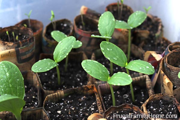 cucumber plants in the diy greenhouse.