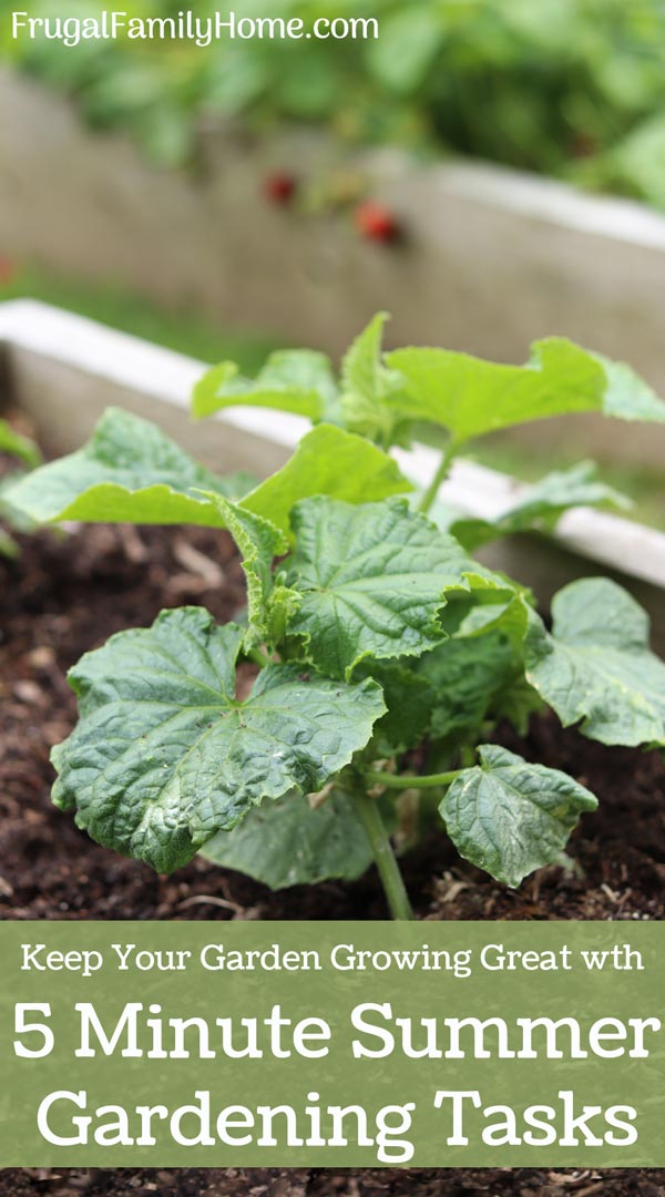 5 minute summer gardening tasks banner