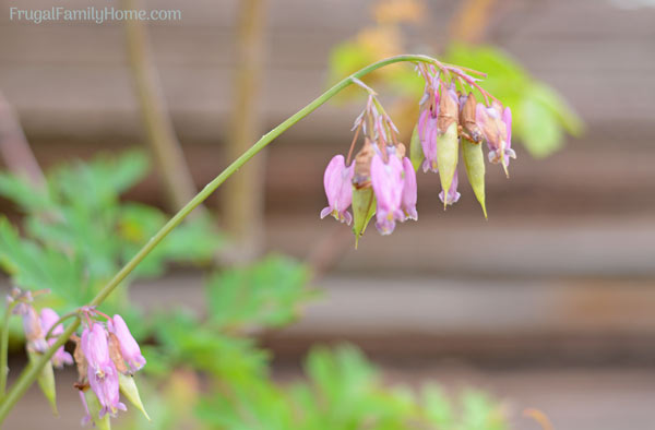 flowers that need to be deadheaded in the summer gardening tasks