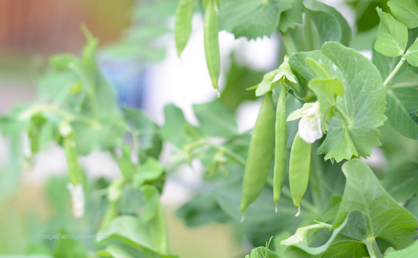 peas growing in the summer garden