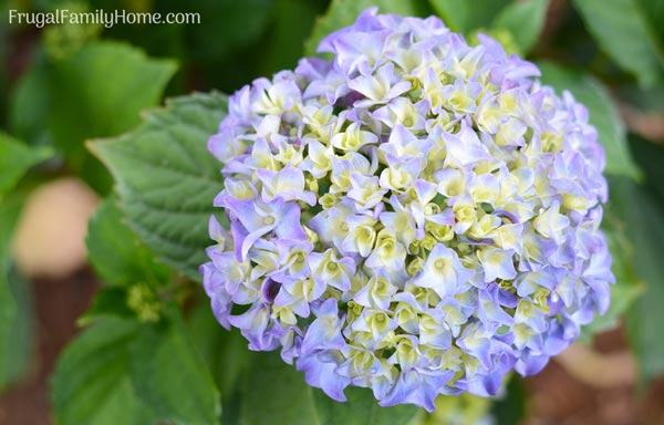 Hydrangea flower in the garden