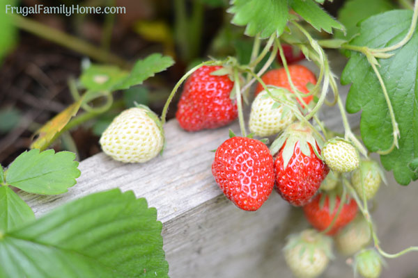 strawberries growing in the summer garden