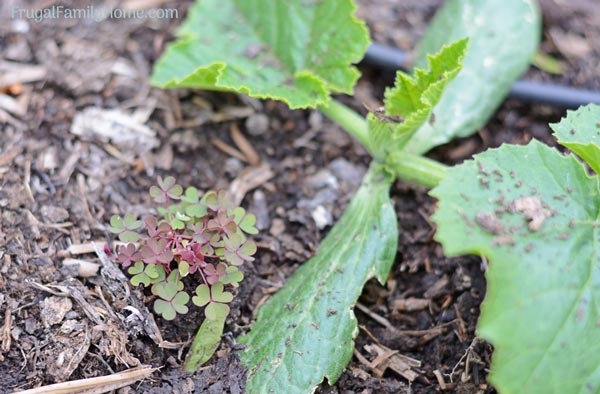 weeds growing in the summer garden