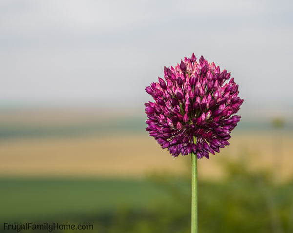 A garlic scrape in the garden.