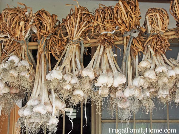 How to cure garlic grown in your backyard garden.