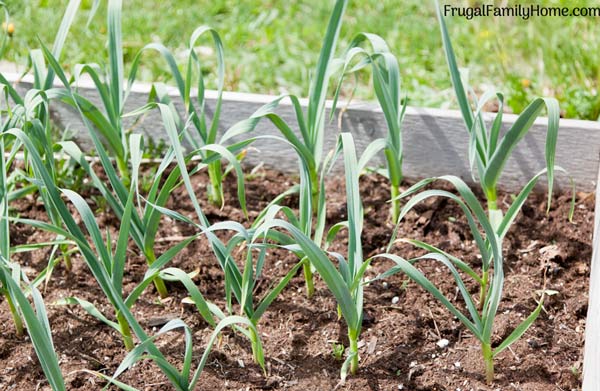 Fresh garlic bulbs growing in a backyard garden, close-up of garlic plants