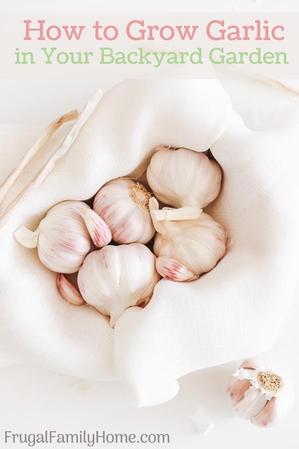 Garlic harvested from the garden