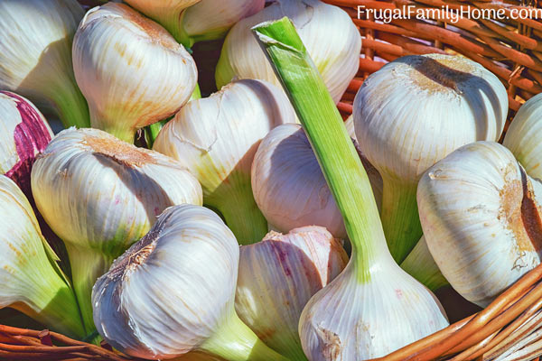 Hardneck garlic from the backyard garden.