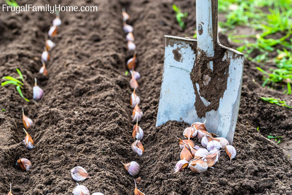 How to plant garlic cloves in the garden