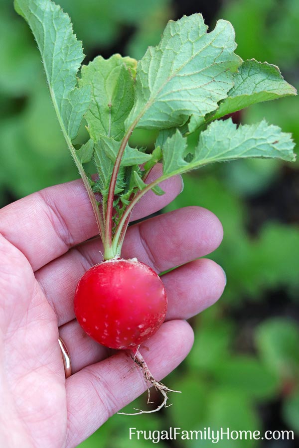 One of the radishes grown from seed from our garden.